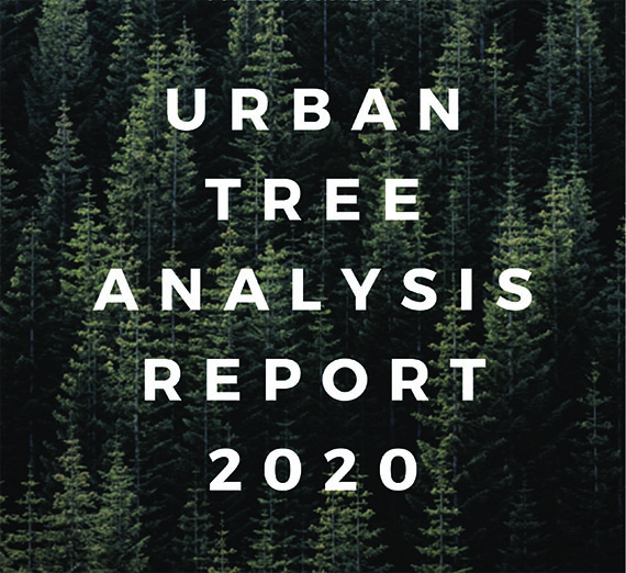 Decorative image, title of document with trees in the background.