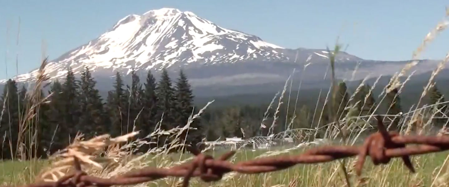 Mt Adams view from wheat field