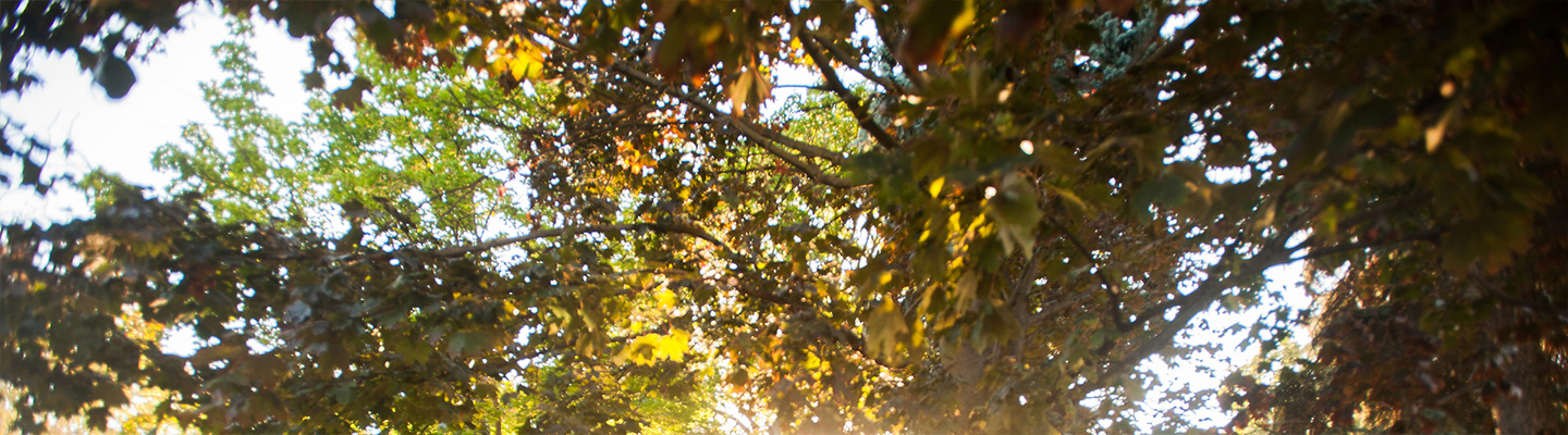 Morning sunlight filters through the trees on campus