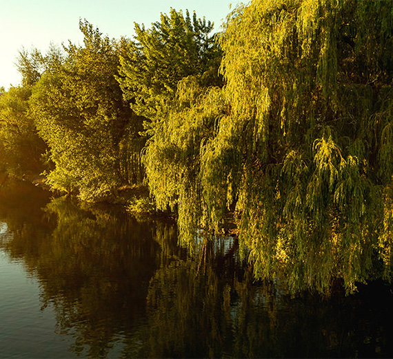 willow trees at sunset