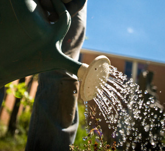 Watering can pouring water on garden