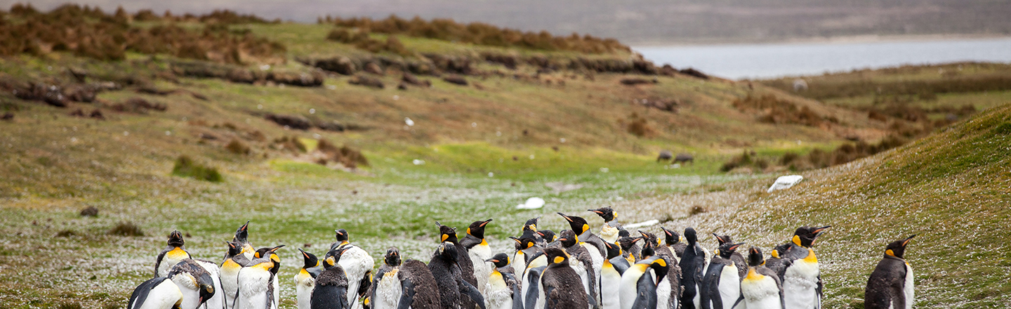 Penguins in the foreground of hills and a body of water in the background.