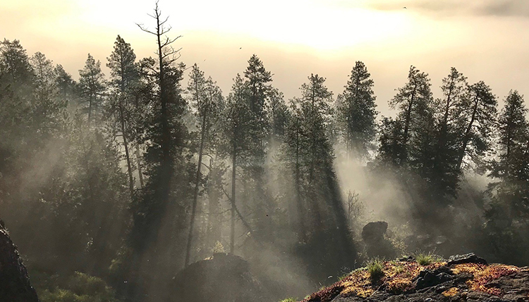 morning light filtering through pine trees