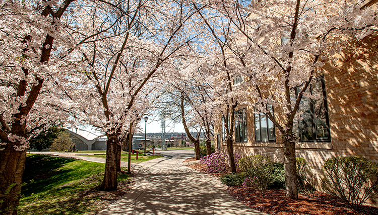 spring trees in blossom near Foley and Herak
