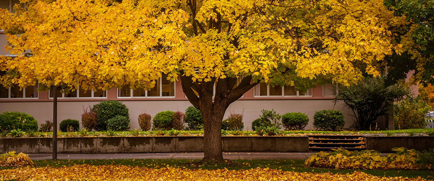 Tree with fall leaves by the Crosby center